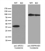 APEX1 Antibody in Western Blot (WB)