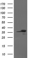 APEX1 Antibody in Western Blot (WB)