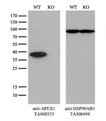 APEX1 Antibody in Western Blot (WB)