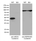 APEX1 Antibody in Western Blot (WB)