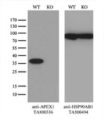 APEX1 Antibody in Western Blot (WB)