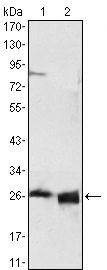 ApoA1 Antibody in Western Blot (WB)