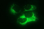 APOA5 Antibody in Immunocytochemistry (ICC/IF)