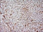 APOA5 Antibody in Immunohistochemistry (Paraffin) (IHC (P))