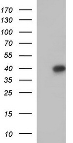 APOA5 Antibody in Western Blot (WB)