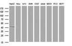 APOA5 Antibody in Western Blot (WB)