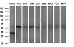 APOA5 Antibody in Western Blot (WB)