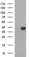 APOA5 Antibody in Western Blot (WB)