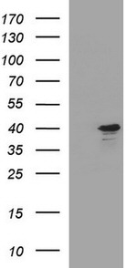 APOA5 Antibody in Western Blot (WB)