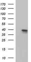 APOA5 Antibody in Western Blot (WB)