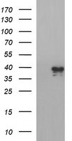 APOA5 Antibody in Western Blot (WB)