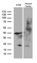 APOBEC4 Antibody in Western Blot (WB)