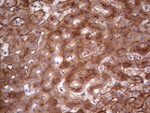 APOE Antibody in Immunohistochemistry (Paraffin) (IHC (P))