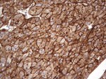 APOE Antibody in Immunohistochemistry (Paraffin) (IHC (P))