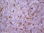 APOE Antibody in Immunohistochemistry (Paraffin) (IHC (P))