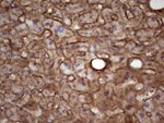 APOE Antibody in Immunohistochemistry (Paraffin) (IHC (P))