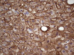 APOE Antibody in Immunohistochemistry (Paraffin) (IHC (P))