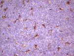 APOE Antibody in Immunohistochemistry (Paraffin) (IHC (P))