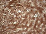 APOE Antibody in Immunohistochemistry (Paraffin) (IHC (P))