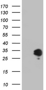 APOE Antibody in Western Blot (WB)