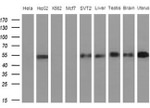 APOH Antibody in Western Blot (WB)