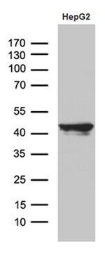 APOL1 Antibody in Western Blot (WB)