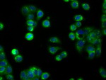 APP Antibody in Immunocytochemistry (ICC/IF)