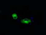 APP Antibody in Immunocytochemistry (ICC/IF)