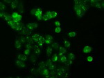 APP Antibody in Immunocytochemistry (ICC/IF)