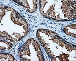 APP Antibody in Immunohistochemistry (Paraffin) (IHC (P))