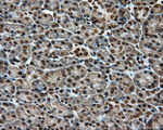 APP Antibody in Immunohistochemistry (Paraffin) (IHC (P))