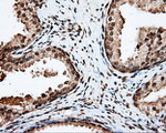 APP Antibody in Immunohistochemistry (Paraffin) (IHC (P))