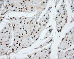 APP Antibody in Immunohistochemistry (Paraffin) (IHC (P))