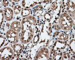 APP Antibody in Immunohistochemistry (Paraffin) (IHC (P))