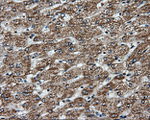 APP Antibody in Immunohistochemistry (Paraffin) (IHC (P))