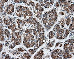 APP Antibody in Immunohistochemistry (Paraffin) (IHC (P))