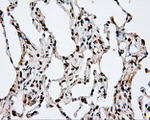 APP Antibody in Immunohistochemistry (Paraffin) (IHC (P))