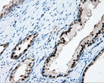 APP Antibody in Immunohistochemistry (Paraffin) (IHC (P))