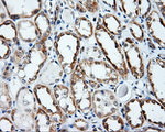 APP Antibody in Immunohistochemistry (Paraffin) (IHC (P))