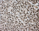 APP Antibody in Immunohistochemistry (Paraffin) (IHC (P))