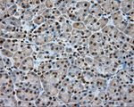 APP Antibody in Immunohistochemistry (Paraffin) (IHC (P))