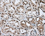 APP Antibody in Immunohistochemistry (Paraffin) (IHC (P))