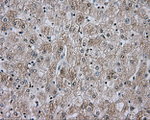 APP Antibody in Immunohistochemistry (Paraffin) (IHC (P))