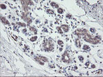 APP Antibody in Immunohistochemistry (Paraffin) (IHC (P))