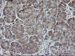 APP Antibody in Immunohistochemistry (Paraffin) (IHC (P))