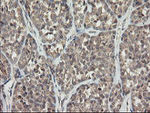 APP Antibody in Immunohistochemistry (Paraffin) (IHC (P))