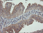 APP Antibody in Immunohistochemistry (Paraffin) (IHC (P))