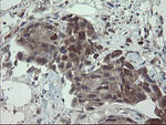 APP Antibody in Immunohistochemistry (Paraffin) (IHC (P))