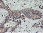 APP Antibody in Immunohistochemistry (Paraffin) (IHC (P))