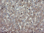 APP Antibody in Immunohistochemistry (Paraffin) (IHC (P))